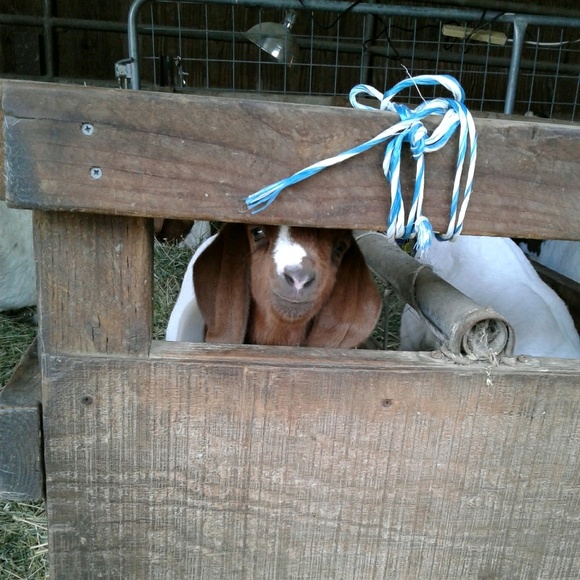 Meet your Posher, Ash - Picture 1 of 1